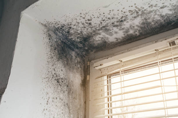 Affordable Mold Inspection And Testing solutions in Port Reading, NJ